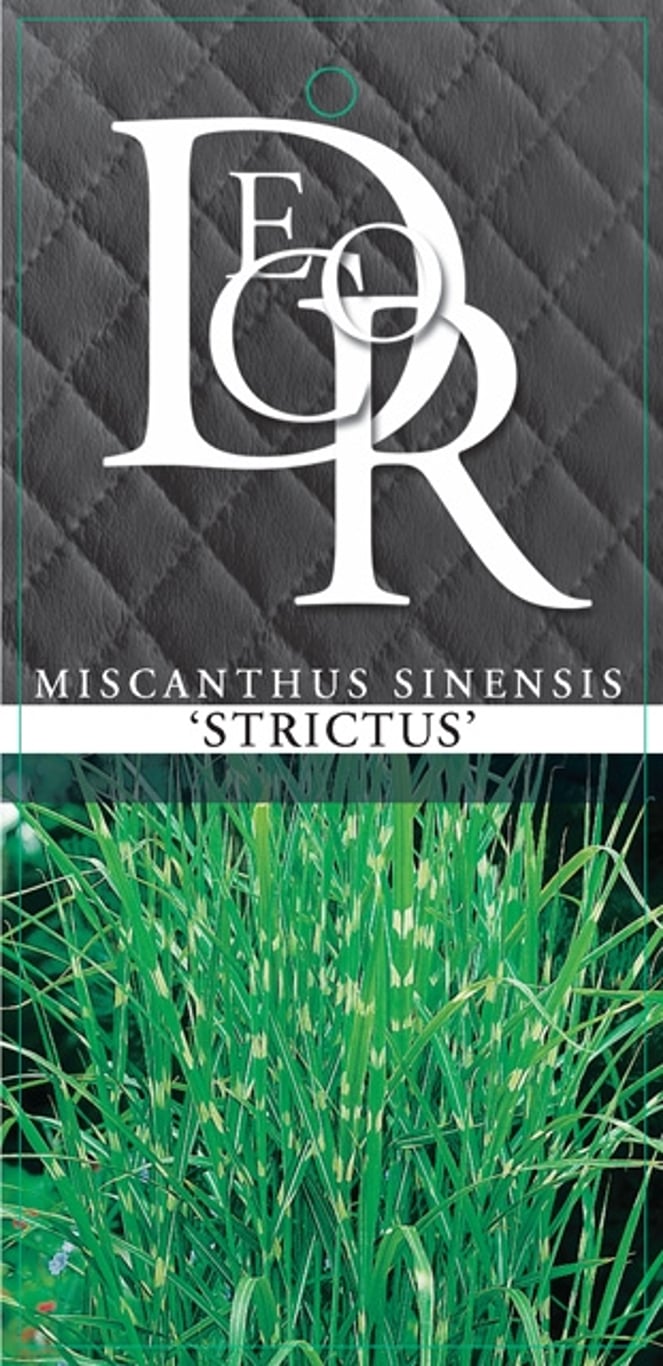 Miscanthus sin. 'Strictus' - C5